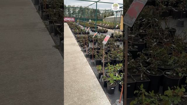 Егорьевский питомник за 1 минуту #shorts #дача #сад #огород смотреть онлайн