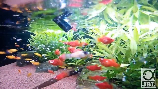 JBL PlanktonPur - Natural food from arctic waters - Freshwater смотреть онлайн