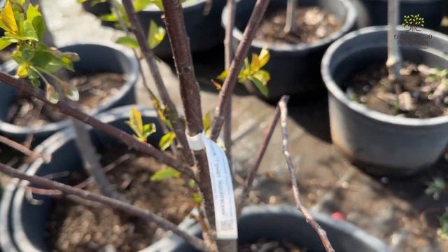 Переопыляются ли черешня и вишня друг с другом? смотреть онлайн