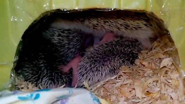Салли с детишками смотреть онлайн