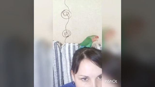 ЭТО ПРОСТО ШОК!!!!Танцующий ламбаду попугай Кеша)) смотреть онлайн