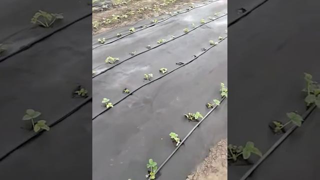 Капельный полив эконом смотреть онлайн