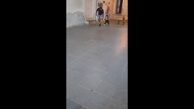 Olaf locked the car doors from the inside.Поход к кинологу.Олаф заблокировал из нутри двери в машин смотреть онлайн