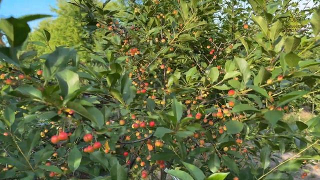 Вишня Тургеневская в Егорьевском питомнике Никитенко Александра смотреть онлайн