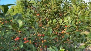 Вишня Тургеневская в Егорьевском питомнике Никитенко Александра