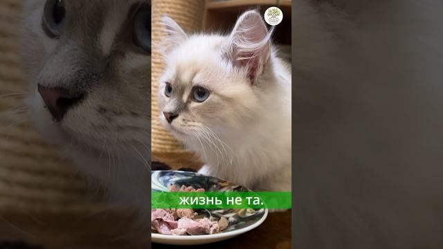 Наш новый котёнок #shorts #кот смотреть онлайн