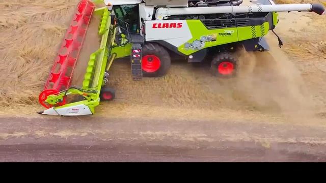 Работает CLAAS TRION 730, Сибирь сентябрь 2024.