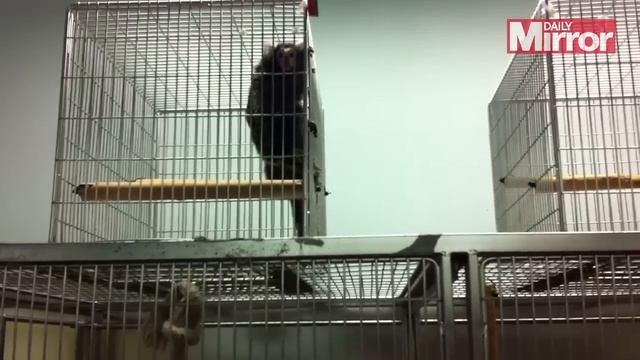 Inside monkey testing centre where marmosets are given brain damage to help treat Parkinson's смотреть онлайн