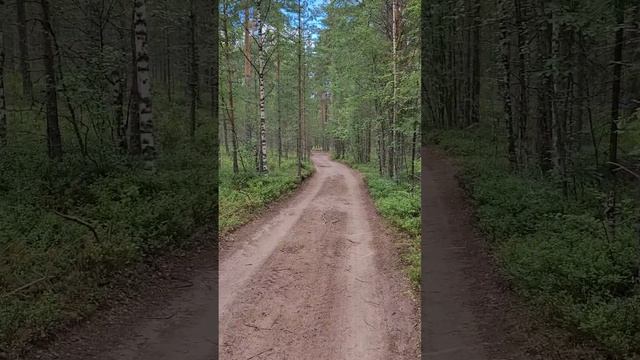 Карелия 2024. Дорога на Ладогу. Июль 2024г (Часть 1).mp4 смотреть онлайн