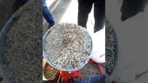 Гранулятор без добавки воды. Грануляция целого зерна.