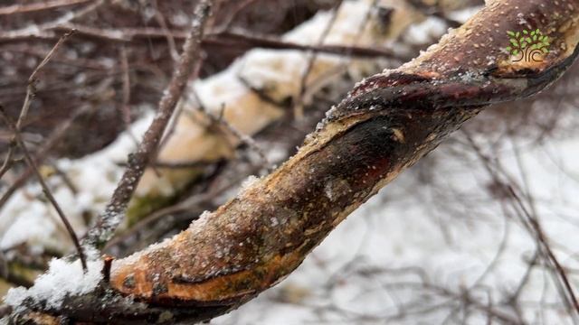 Почему древогубец так называется. Егорьевский питомник Никитенко Александра смотреть онлайн