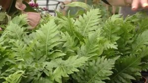 Обзор растений из Нидерландов.