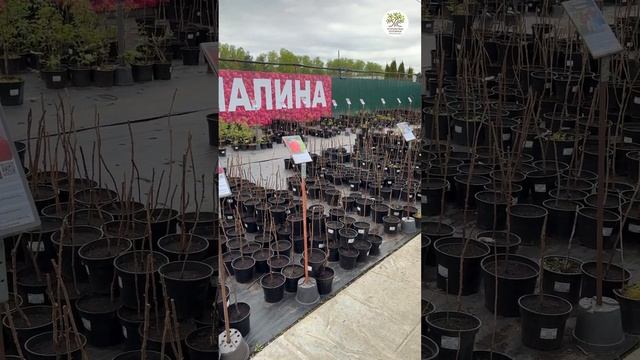 Малина в Егорьевском питомнике #shorts #дача #сад #малина смотреть онлайн