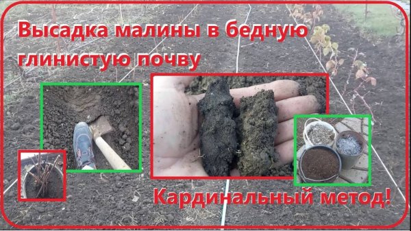 Высадка малины в глинистую почву. Кардинальный метод.