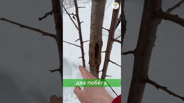 Весенняя обрезка. Серьезная рана на стволе дерева #shorts смотреть онлайн