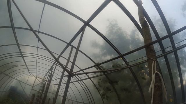 Найпростіші способи підв'язування високорослих помідорів / ВИРОЩУВАННЯ ПОМІДОРІВ. смотреть онлайн