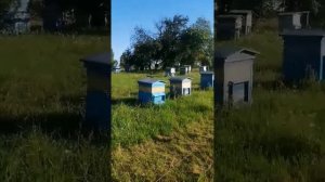 Электропастух. Защита пасеки от медведя. Видео от подписчика. На видео модель XSD260B