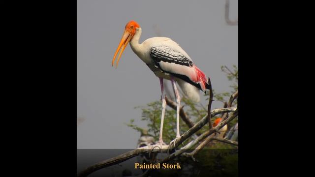 Keoladeo Bird Sanctuary (Bharatpur) - Oct 2021 (Extended Version)| Canon 200 Mark 2|Tamron 18--400m смотреть онлайн