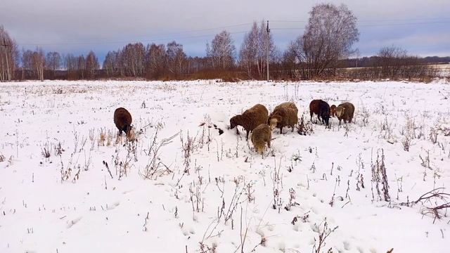 Грязевые ванны. смотреть онлайн