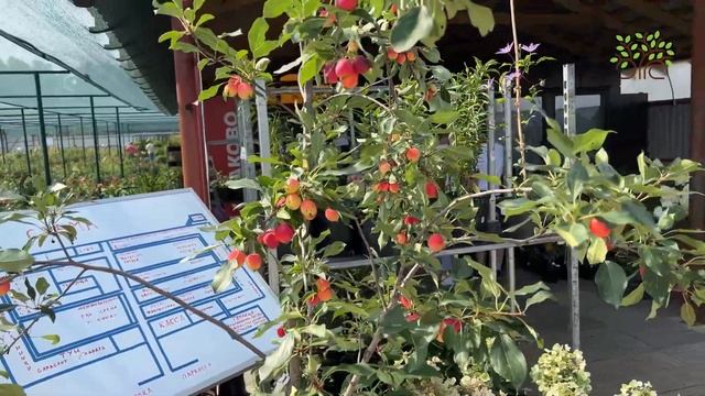 Саженец яблони Китайка Долго в Егорьевском питомнике Никитенко Александра. смотреть онлайн