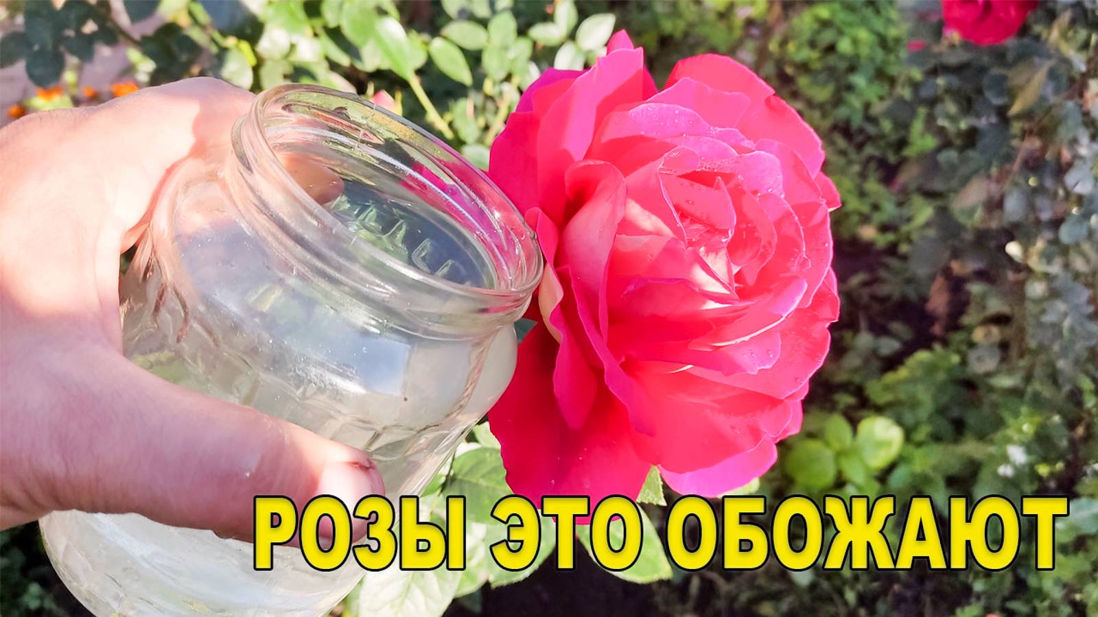 🌹 НАКОРМИТЕ ТАК РОЗЫ ОСЕНЬЮ - НЕ ВЫМЕРЗНУТ ЗИМОЙ - ЦВЕТУТ ДО ЗИМЫ 🌨 осенняя подкормка роз смотреть онлайн