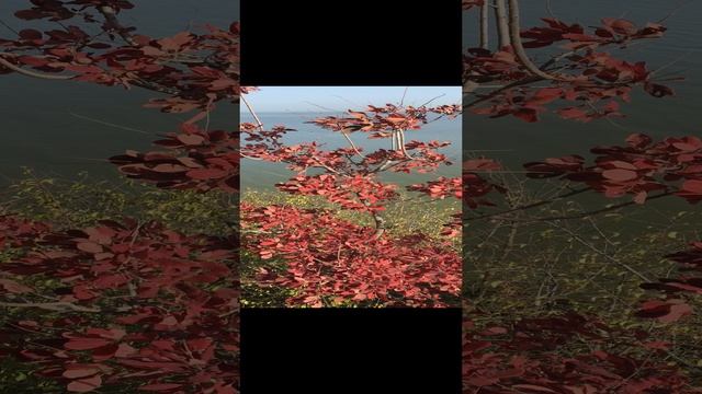 Ейская осень. смотреть онлайн