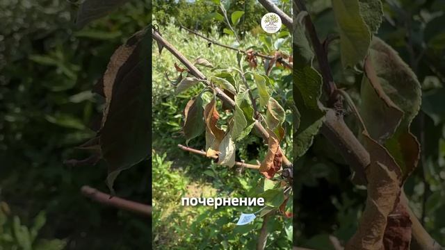Почему сохнут ветки на дереве? #shorts #сад #дача #рак смотреть онлайн