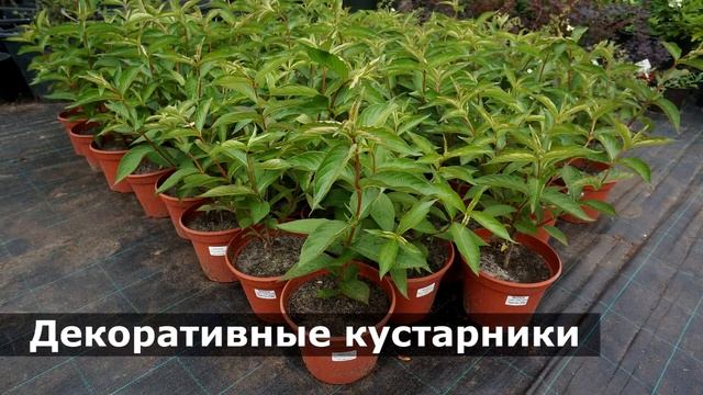 Знакомство с Егорьевским питомником Никитенко Александра смотреть онлайн