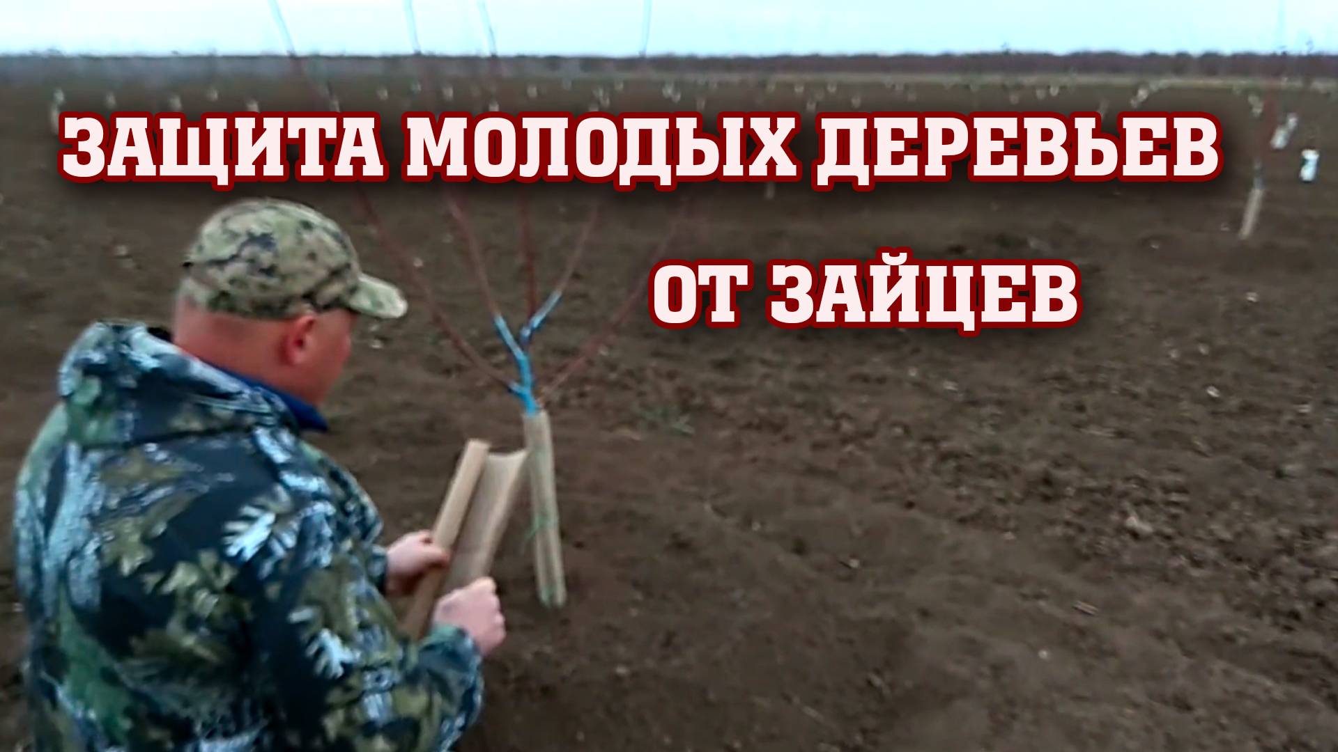 Защита молодых деревьев от зайцев ⧸ Картон как средство защиты смотреть онлайн