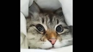 Позови кота с собой