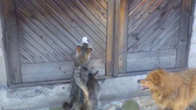 Коты Лелик и Болик открывают дверь смотреть онлайн