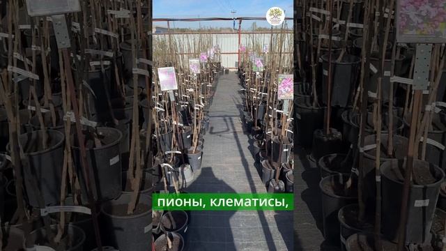 Открытие питомника в 2024 году #shorts #сад #дача смотреть онлайн