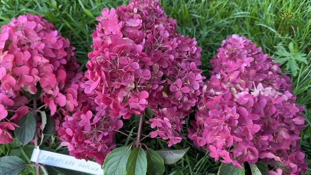 Обзор самых красных гортензий в Егорьевском питомнике Никитенко Александра смотреть онлайн