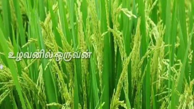 ASD-20 VS CORH-1 Paddy Variety in Tamil... #உழவனில்ஒருவன் смотреть онлайн