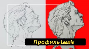 Метод профиля Лумиса, чтобы начать правильно рисовать портреты