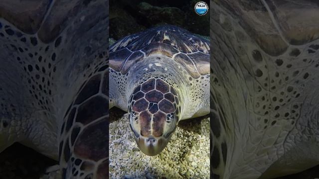 Дайвинг в океанариуме Крокус Сити #дайвинг #КрокусСити #океанариум смотреть онлайн