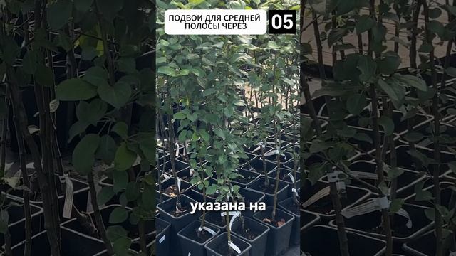 ОШИБКА при покупке яблони. Подвои смотреть онлайн