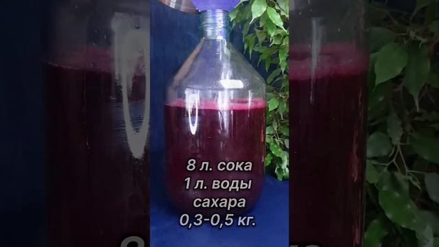 Виноградное вино в домашних условиях🍇🍷🍾👍🏼 смотреть онлайн