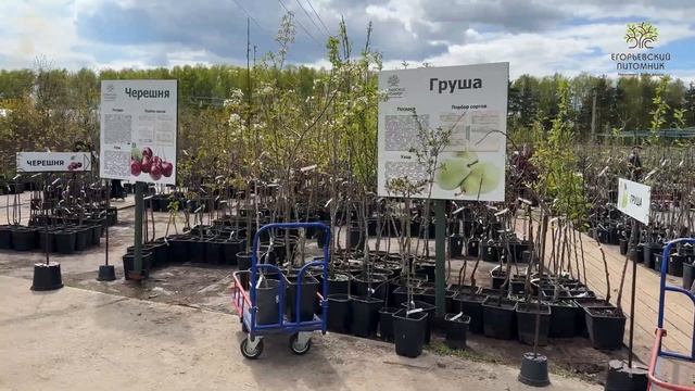 Майские праздники в Егорьевском питомнике Никитенко Александра смотреть онлайн