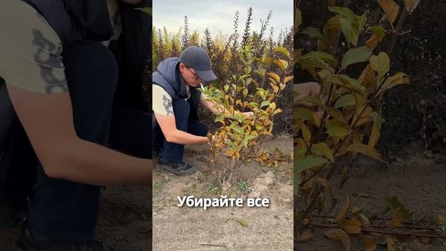 ПРАВИЛЬНАЯ ОБРЕЗКА ГОРТЕНЗИЙ смотреть онлайн