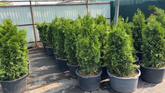 Туя Смарагд в Егорьевском питомнике Никитенко Александра смотреть онлайн