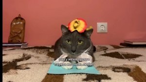 ЕСЛИ БЫ КОТИКИ ХОДИЛИ В ШКОЛУ–НОВЕНЬКАЯ