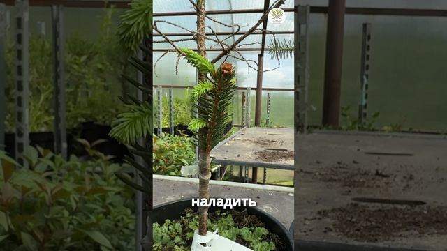 Прививка хвойных. Настоящее импортозамещение #shorts #огород #дача #сад смотреть онлайн