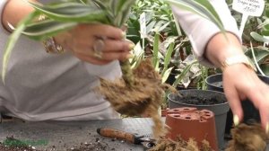 Пересадка растений.