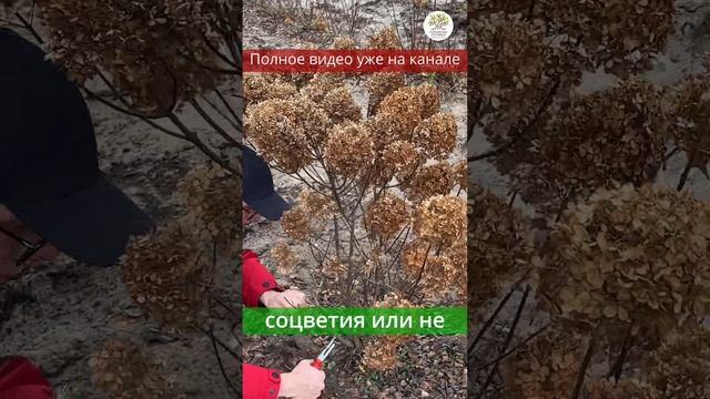 Весенняя обрезка гортензий #shorts смотреть онлайн