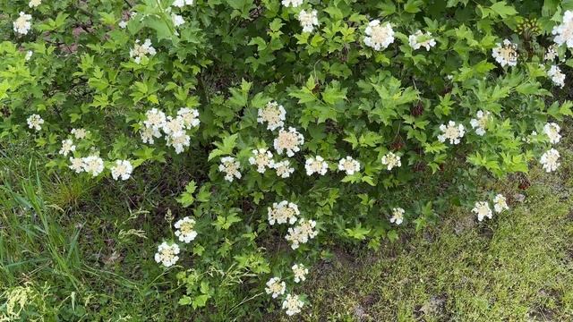 Как цветут разные калины в Егорьевском питомнике Никитенко Александра смотреть онлайн