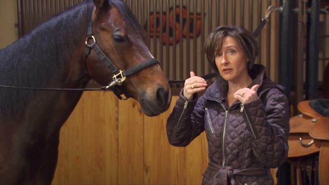 The basics of tack fitting a horse (2/23/19) смотреть онлайн