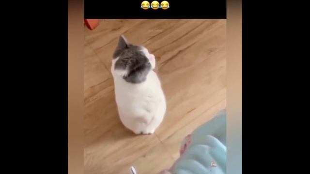 😻Смех да и только 🤣🐈👍
#котяра #рыжийкот #кот #кошка #котики #котята #кошечки