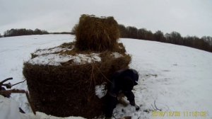 Мтз-82 возим сено! Рулоны на тросу