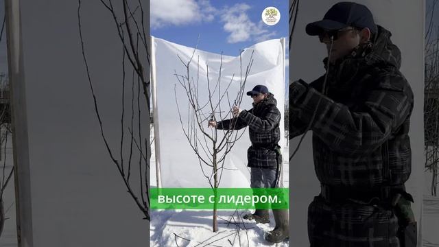 Весенняя обрезка яблони за 1 минуту #shorts смотреть онлайн